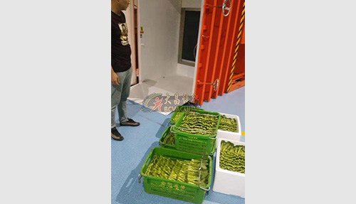 广东菜心真空预冷机安装案例