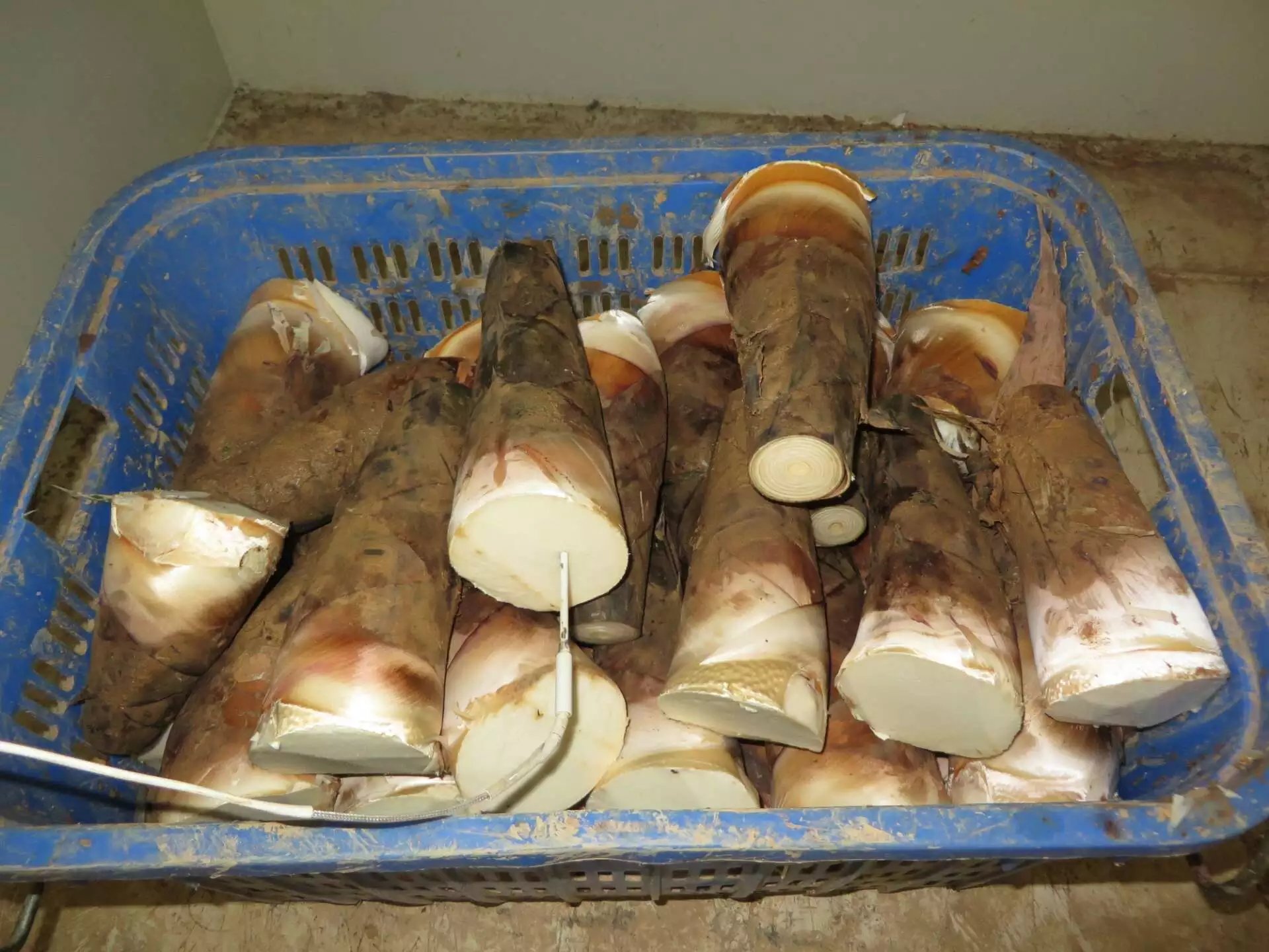 A close-up of the bamboo shoots with an integrated temperature probe inserted. This ensures the core temperature drops evenly and rapidly to optimal preservation levels in just minutes. A close-up of the bamboo shoots with an integrated temperature probe inserted. This ensures the core temperature drops evenly and rapidly to optimal preservation levels in just minutes.